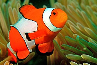 Nemo Fish croisière aux Mergui