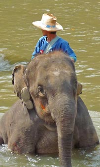Camp d'éléphants de Chiang Mai