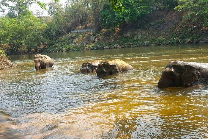 Eléphants bain dans la rivière