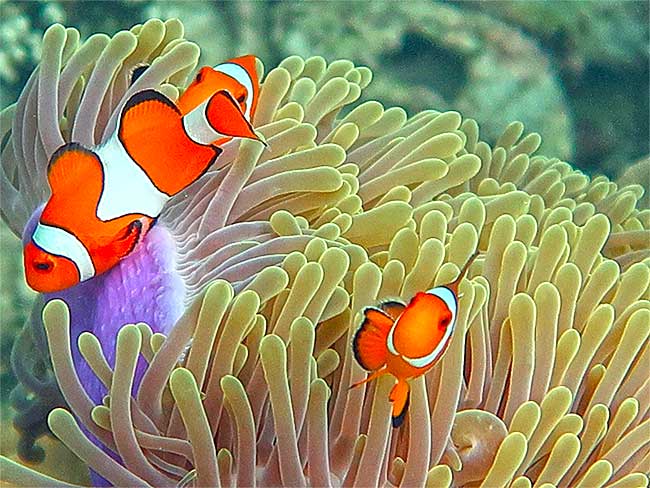 Poisson Nemo
