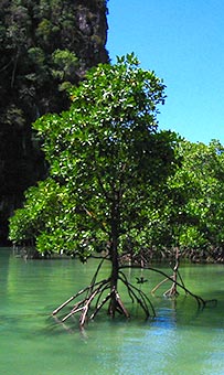 Forêt de mangrove