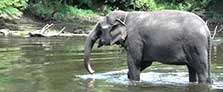 Excursion au World Elephant Kanchanaburi