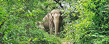 Découverte éléphants Bangkok