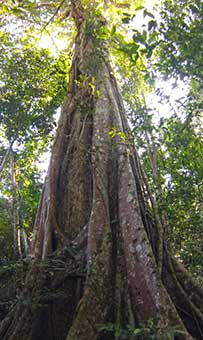 Banyan