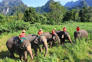 Sanctuaire d'éléphants