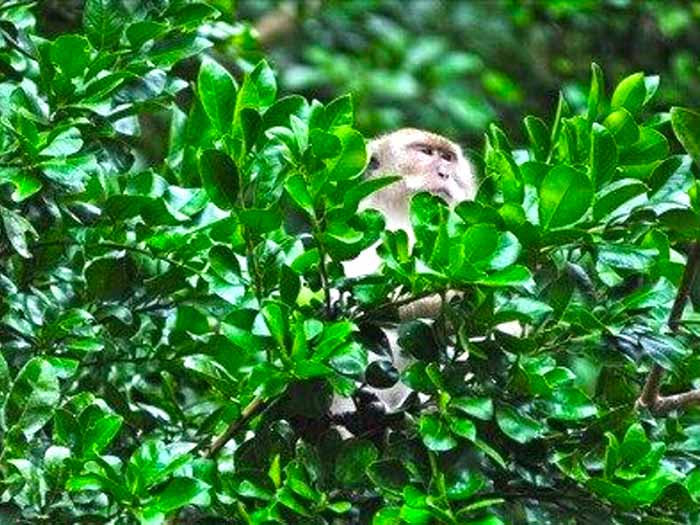 Rencontre avec des singes sauvages