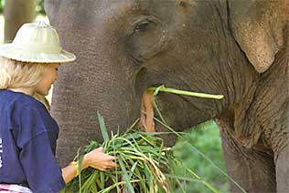 Visite d'un camp d'éléphants Chiang Mai