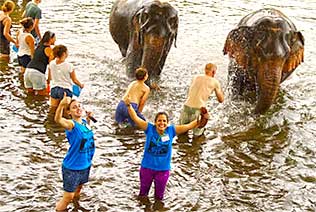 Bain des éléphants