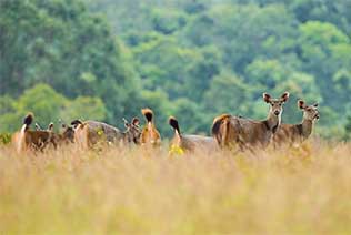 Animaux sauvages Khao Yai