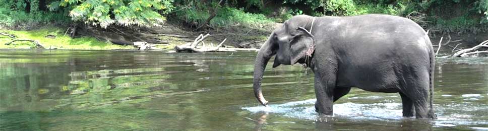 Excursion aux éléphants à Kanchanaburi