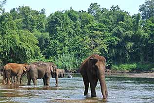 Troupeau d'éléphants en liberté à Kanchanaburi