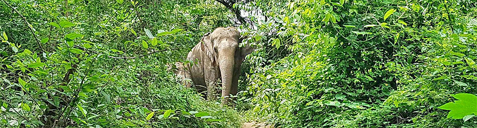 Elephant Bangkok