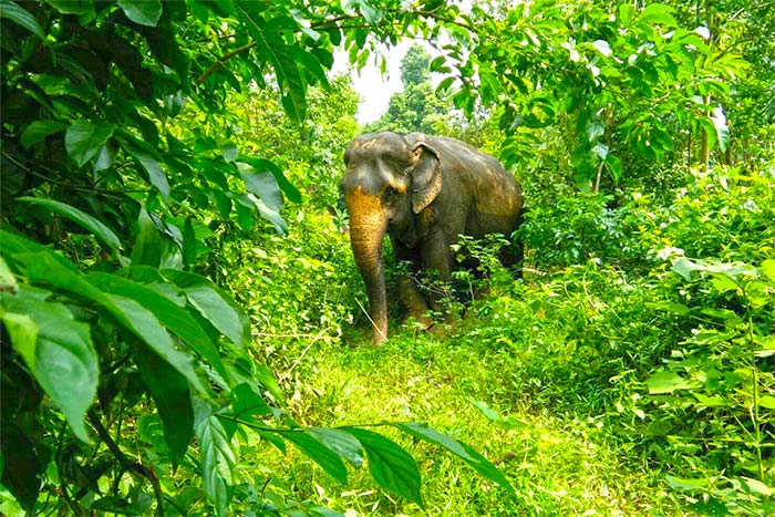 Elépants dans la jungle