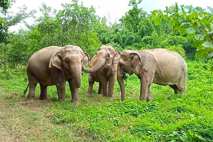 Eléphant milieu naturel