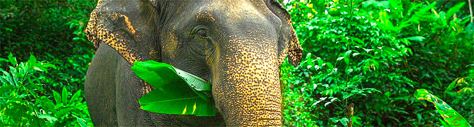 Phuket Elephant Sanctuary 