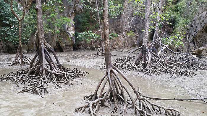 Phang Nga avec guide francophone