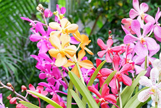 Marché aux Fleurs Bangkok