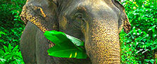 phuket elephant sanctuary
